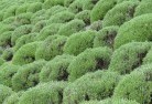 Mimosa QLDplants-13.jpg; ?>
