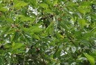 Mimosa QLDplants-18.jpg; ?>