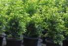 Mimosa QLDplants-5.jpg; ?>